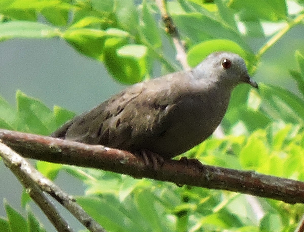 Plain-breasted Ground Dove - ML68041241