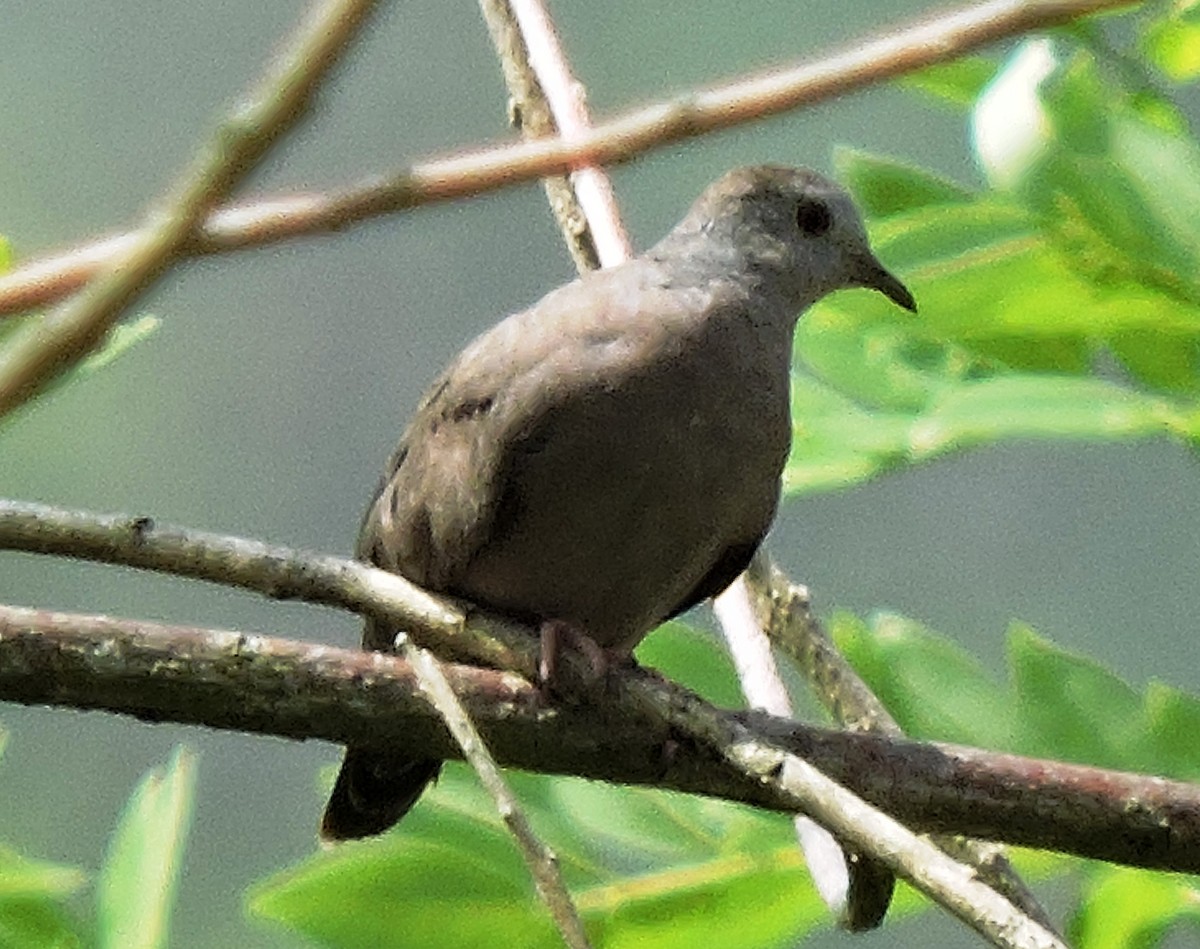 Plain-breasted Ground Dove - ML68041331