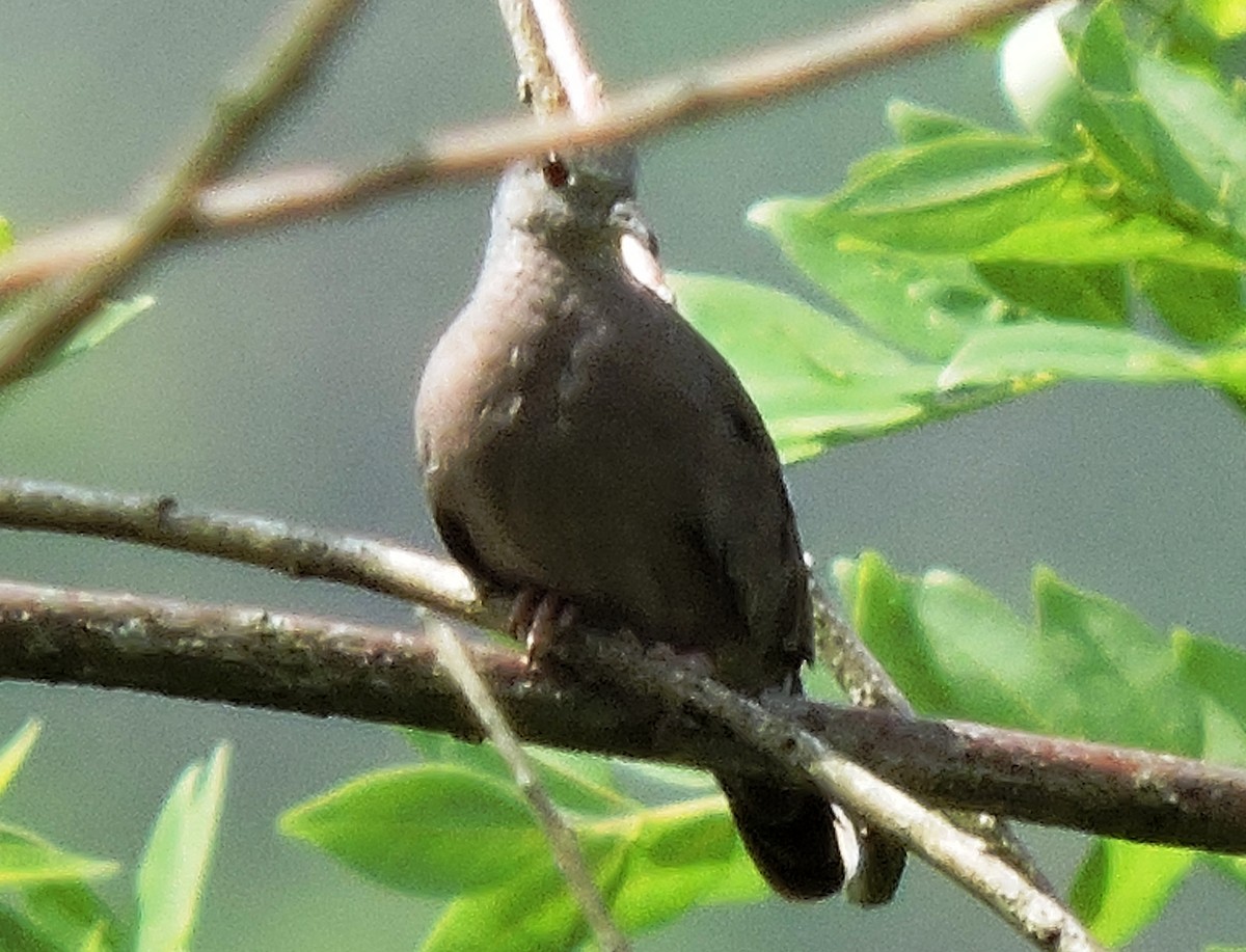 Plain-breasted Ground Dove - ML68041351
