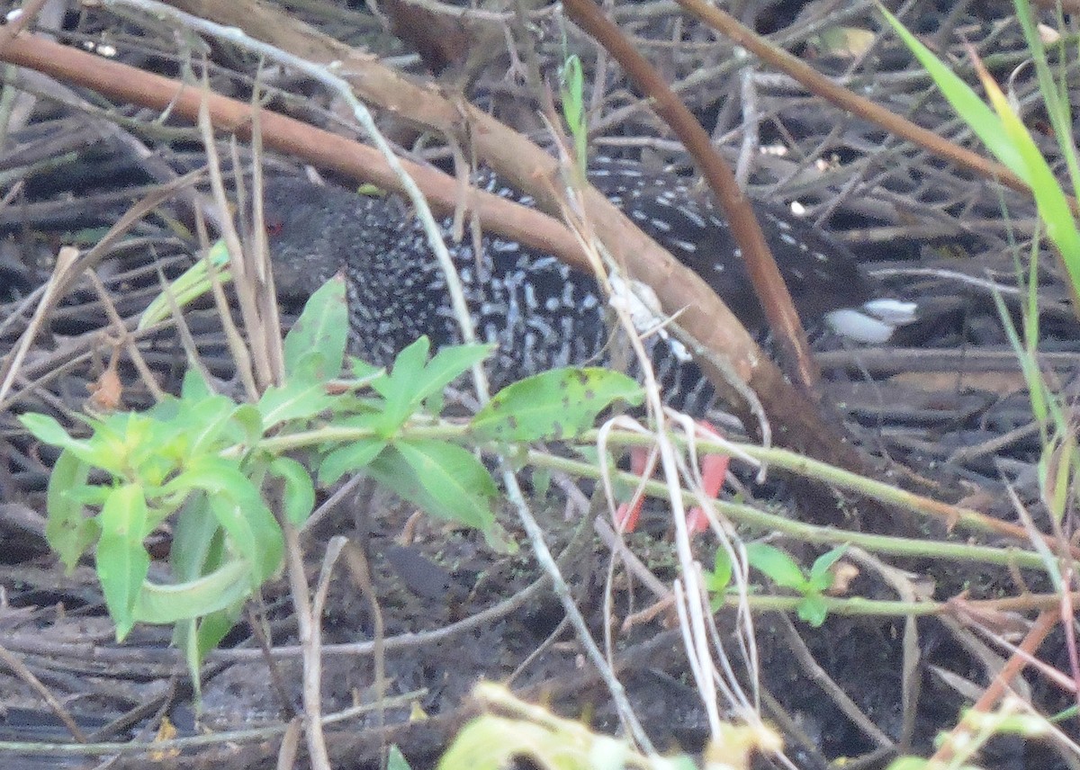 Spotted Rail - ML68042891