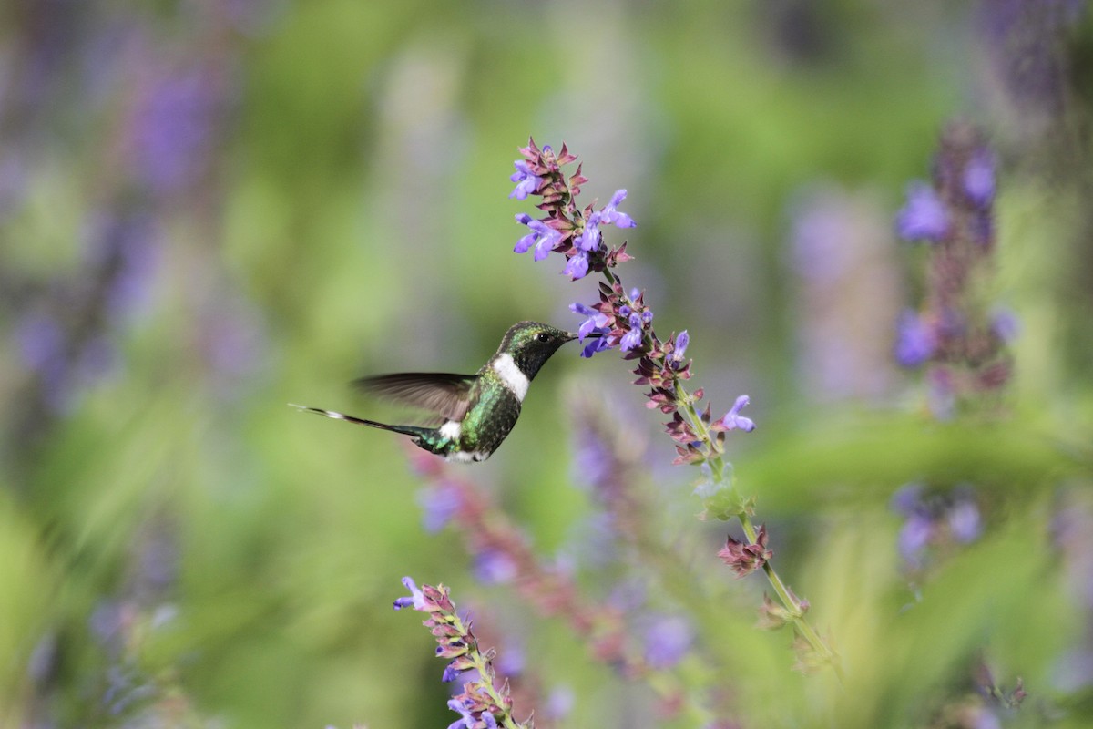 Sparkling-tailed Hummingbird - Carlos Funes