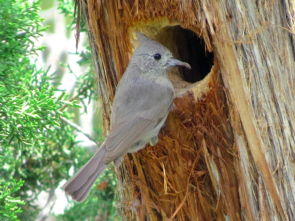 Juniper Titmouse - Ted Floyd