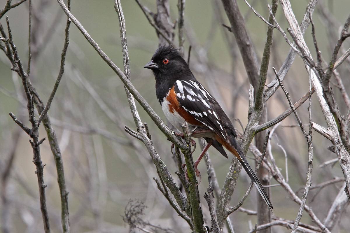 Spotted Towhee - Christoph Moning