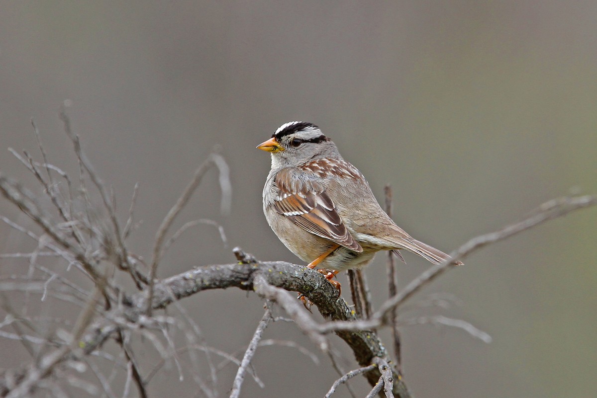 White-crowned Sparrow (Gambel's) - ML68046441