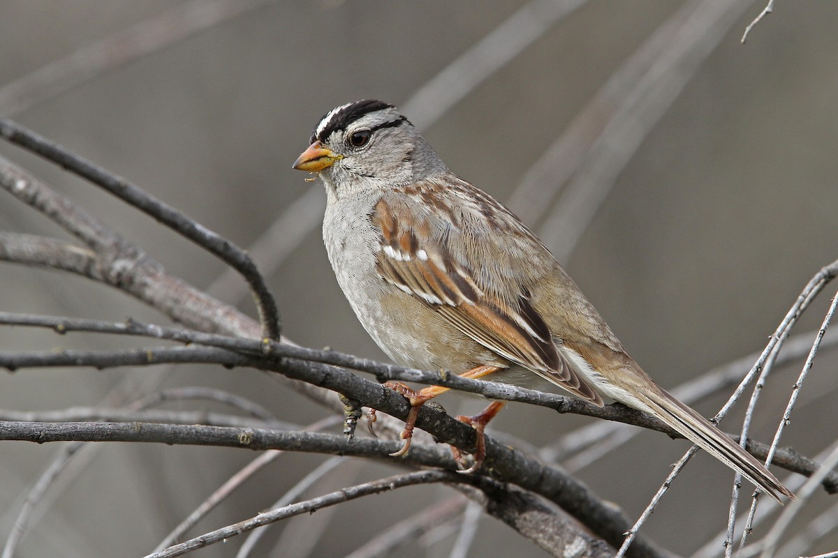 White-crowned Sparrow (Gambel's) - ML68046451