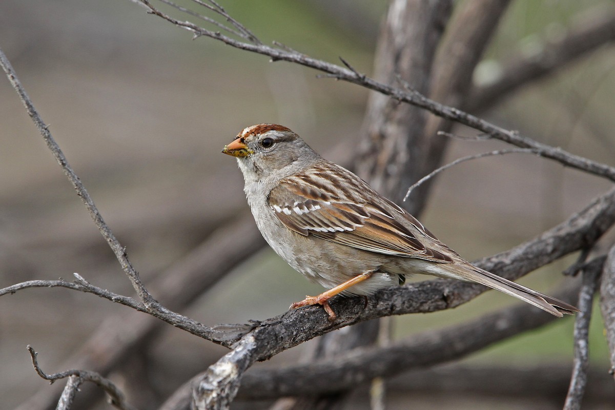 White-crowned Sparrow (Gambel's) - ML68046491