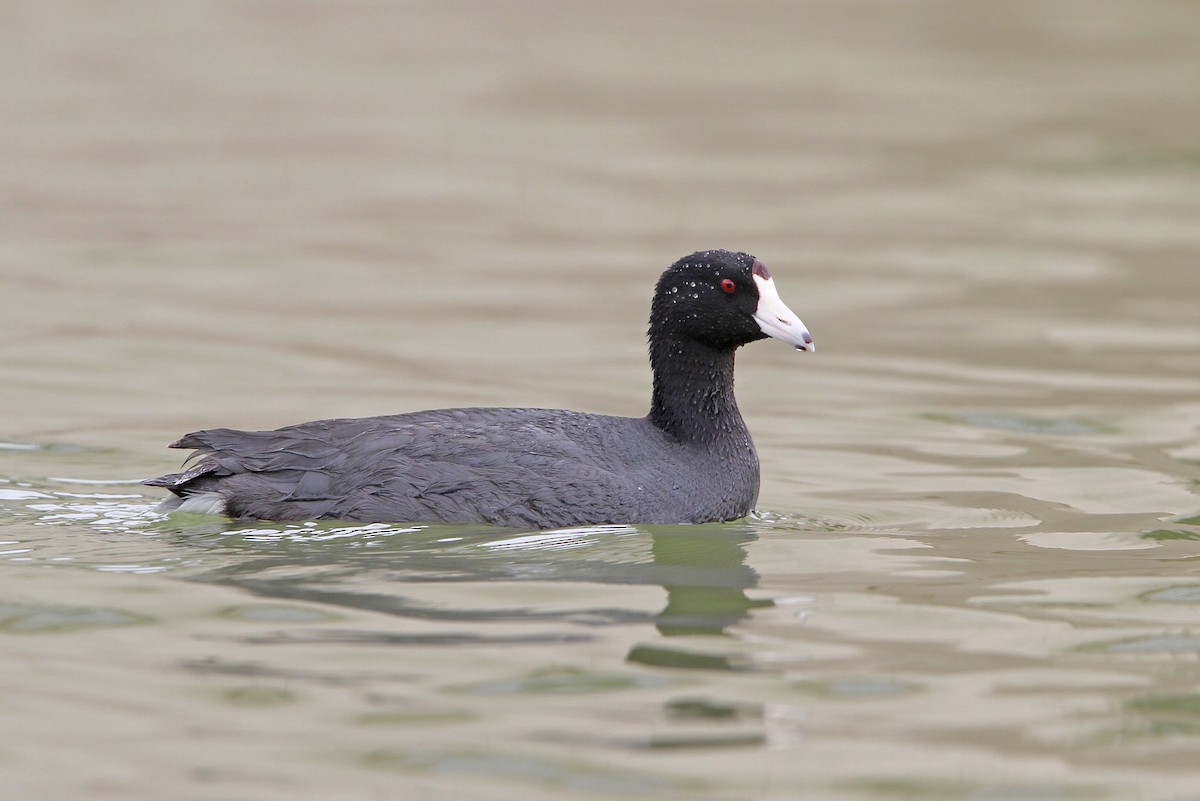 American Coot (Red-shielded) - Christoph Moning