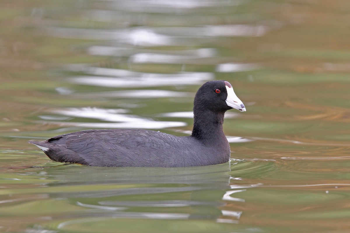 American Coot (Red-shielded) - ML68049331
