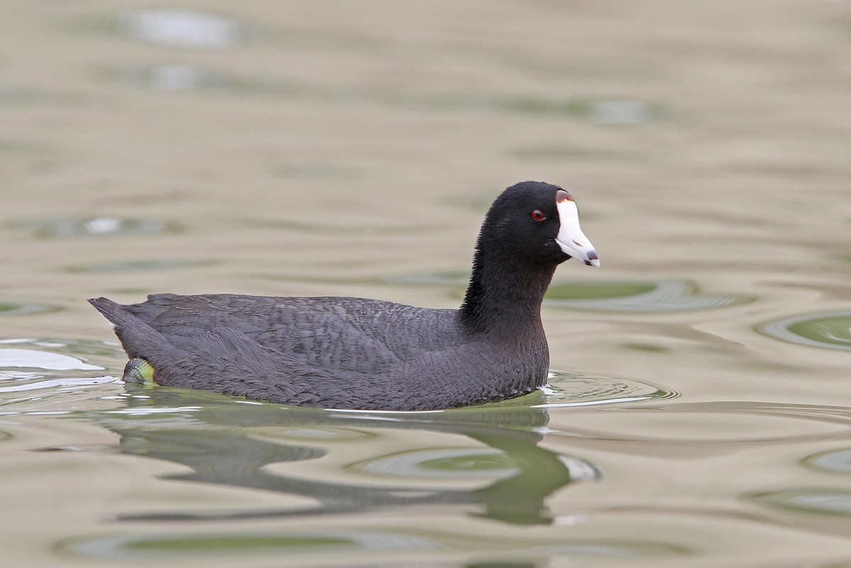American Coot (Red-shielded) - Christoph Moning