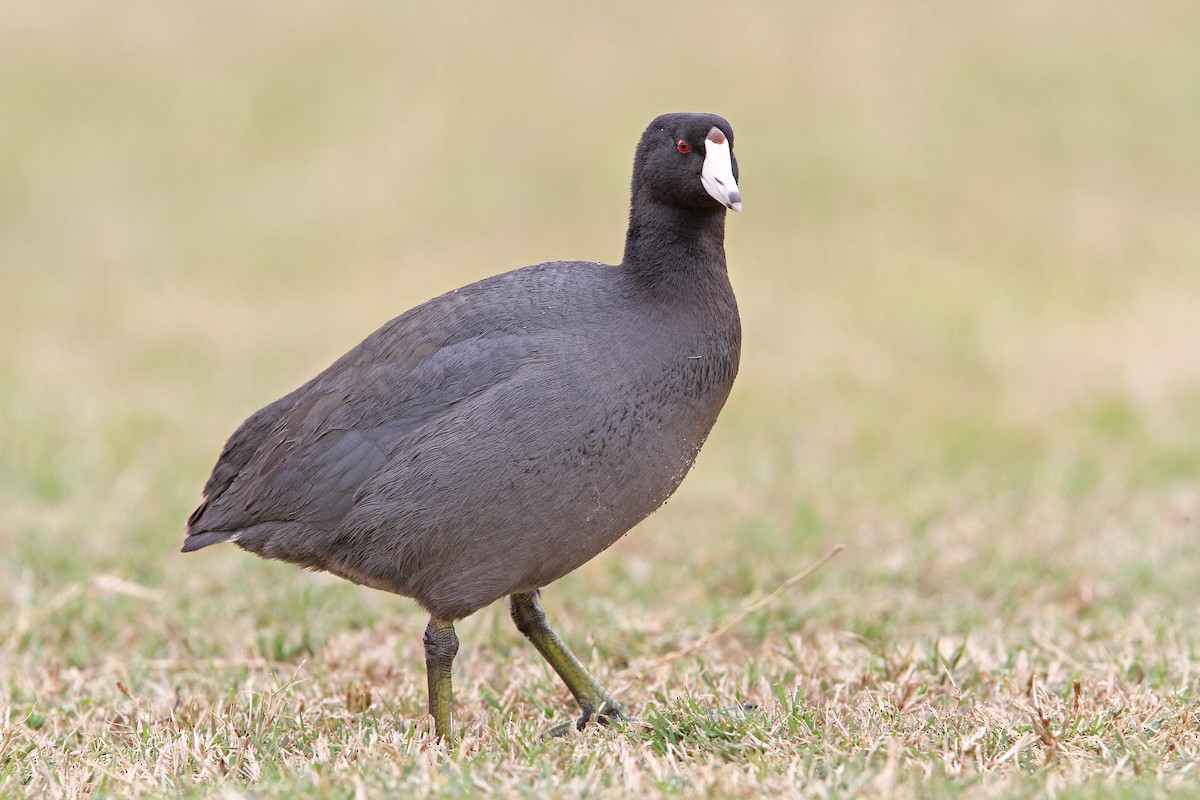 American Coot (Red-shielded) - ML68049431