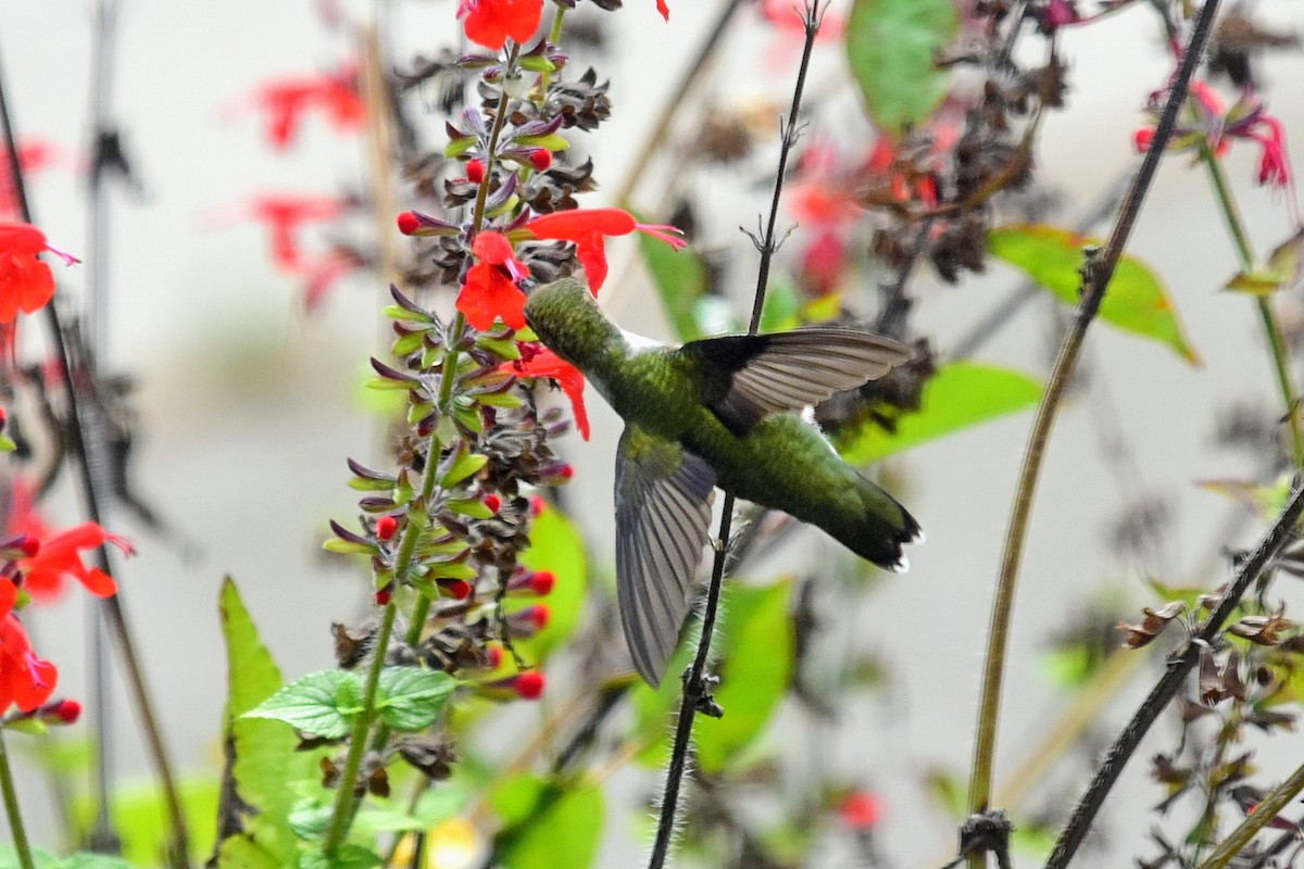 Ruby-throated Hummingbird - ML68049751