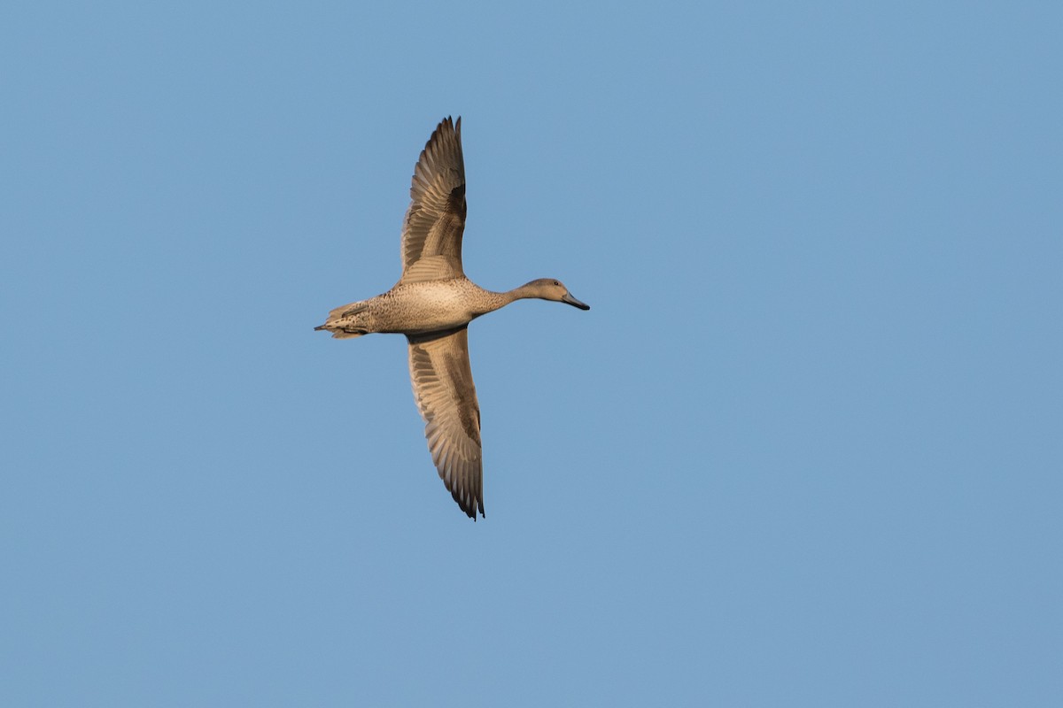 Northern Pintail - Louis Bevier