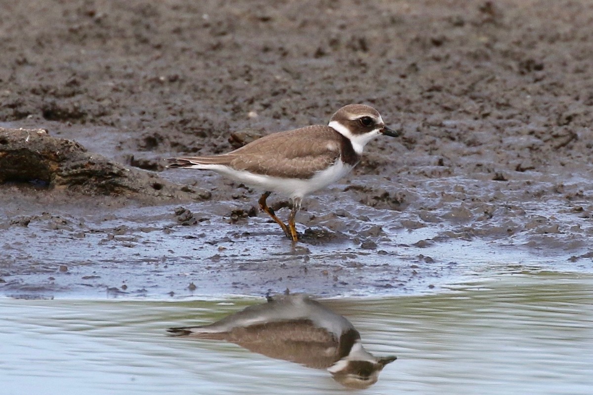Semipalmated Plover - ML68053231