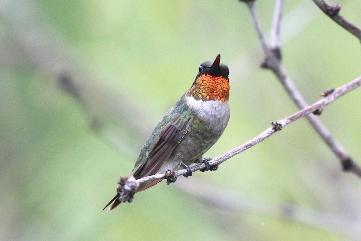 Ruby-throated Hummingbird - ML68053271