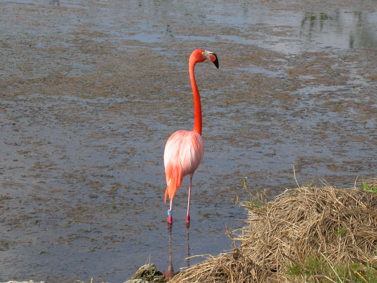 American Flamingo - ML68053631