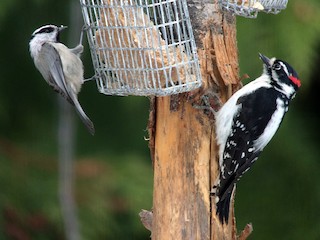Adult (with Downy Woodpecker) - Dennis Leonard - ML68054741