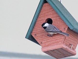 カロライナコガラ - eBird