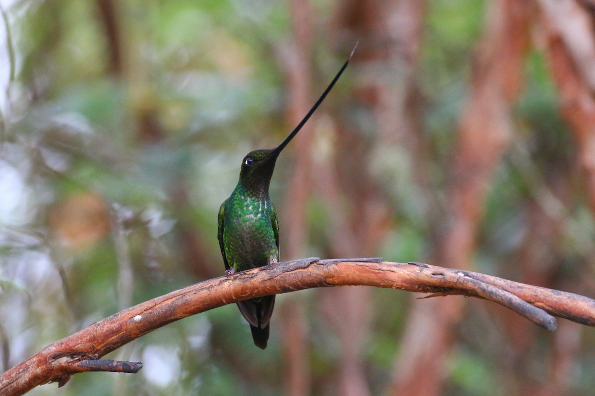 Sword-billed Hummingbird - Devin Griffiths
