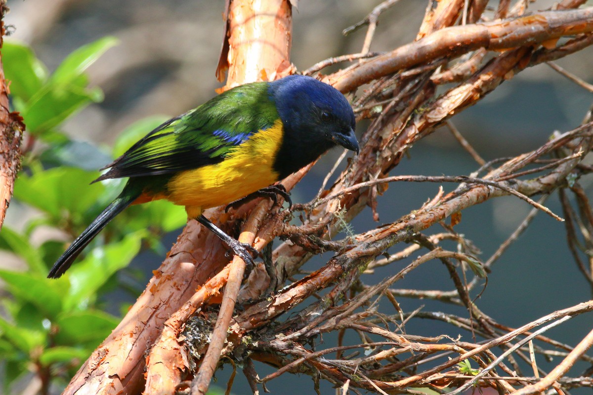 Black-chested Mountain Tanager - ML68057131