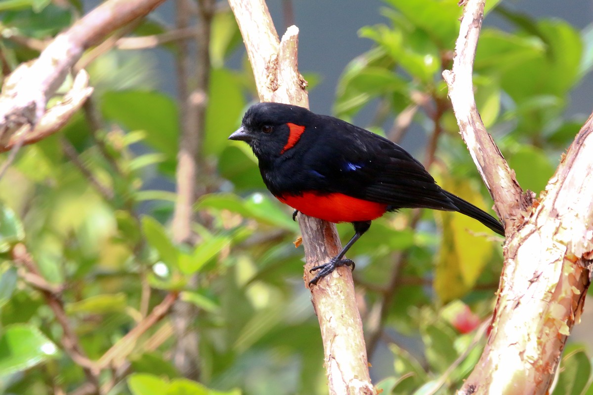 Scarlet-bellied Mountain Tanager - ML68057221