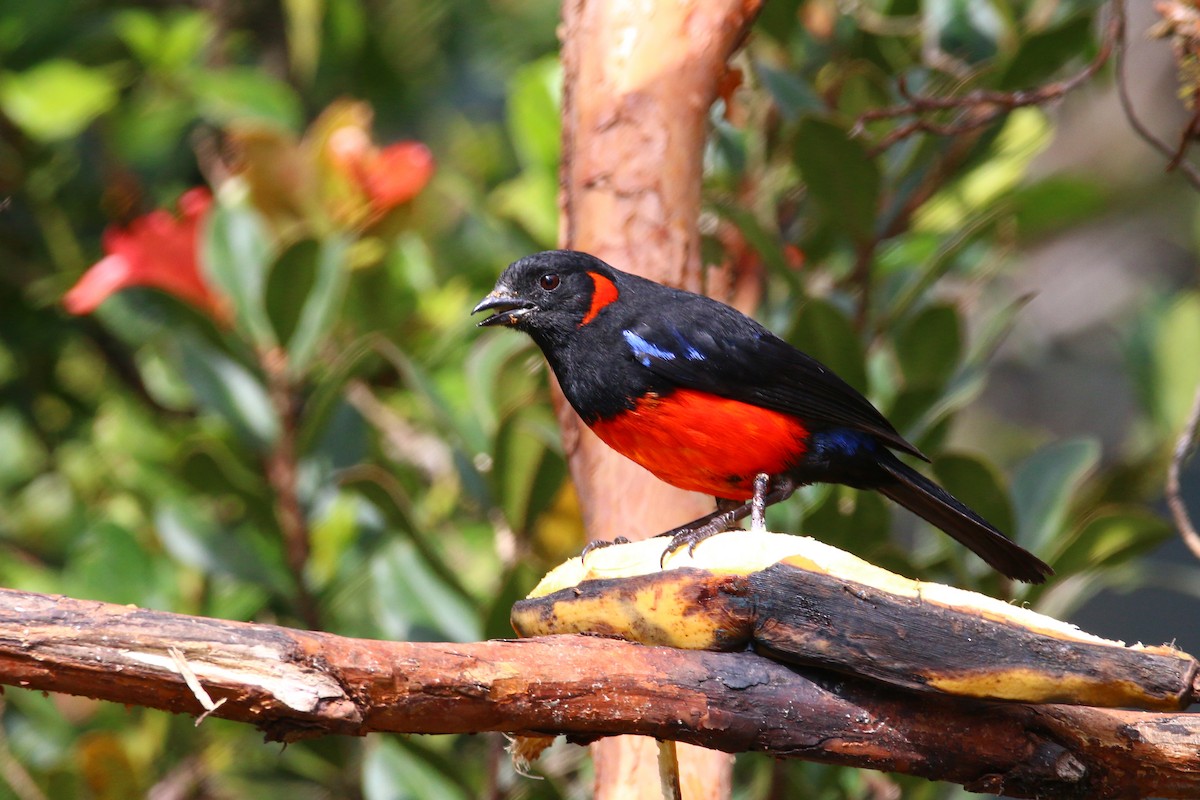 Scarlet-bellied Mountain Tanager - ML68057231