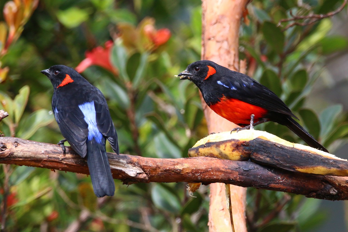 Scarlet-bellied Mountain Tanager - ML68057261