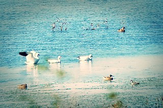 Snow Goose, ML68059341