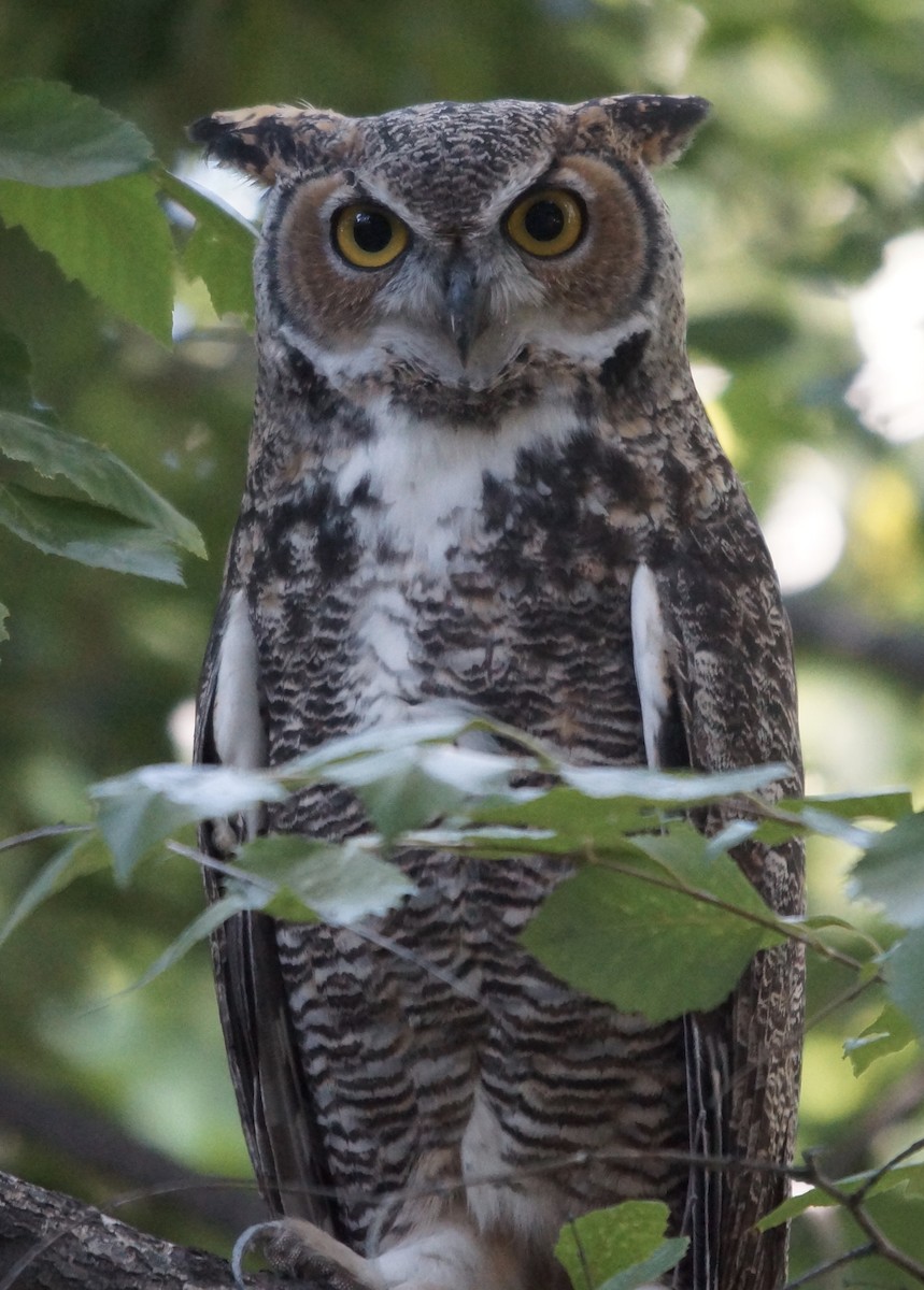 Great Horned Owl - ML68062631