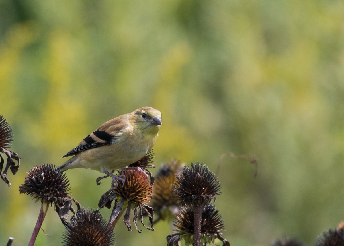 American Goldfinch - Sheila and Ed Bremer