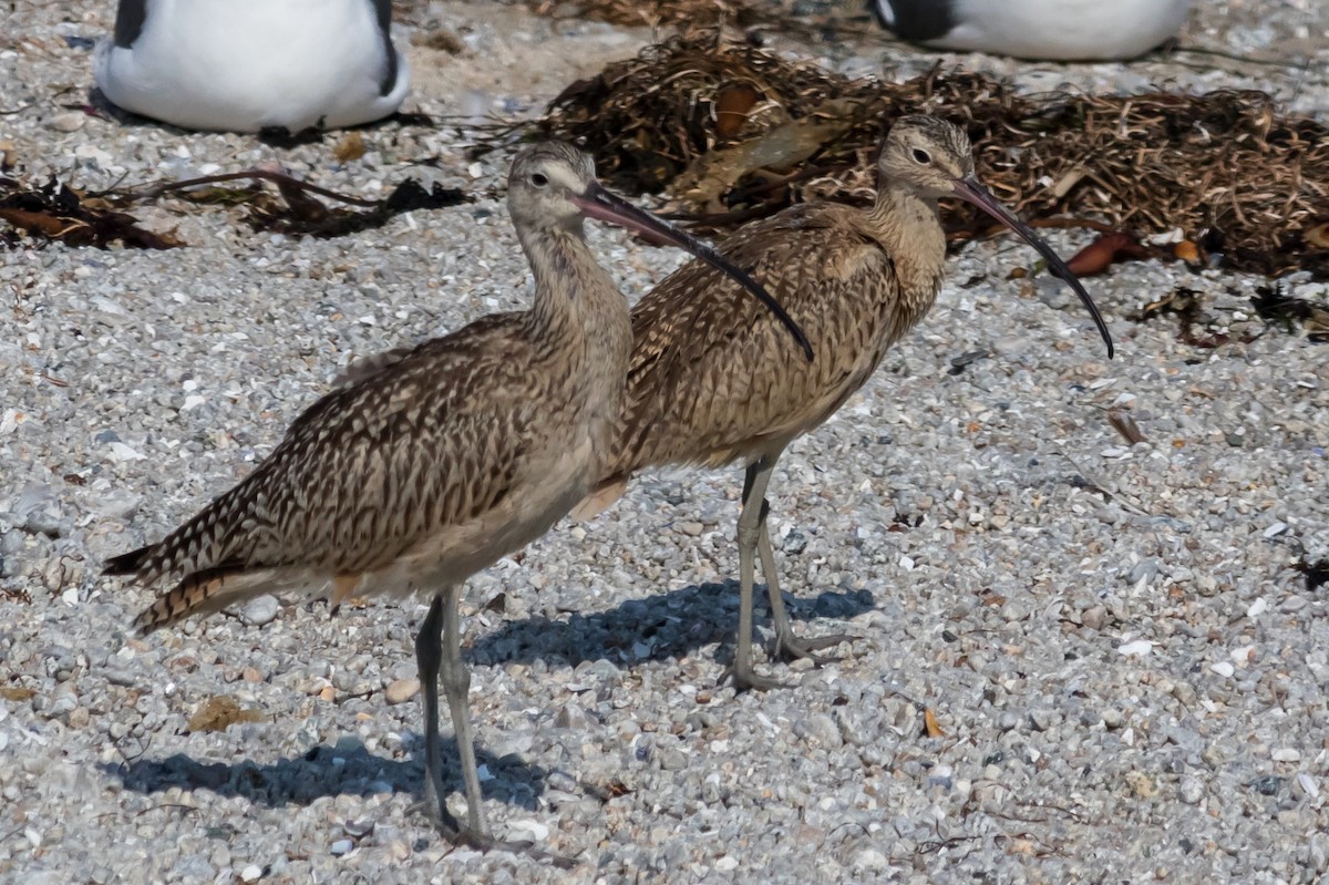 Long-billed Curlew - Carole Rose