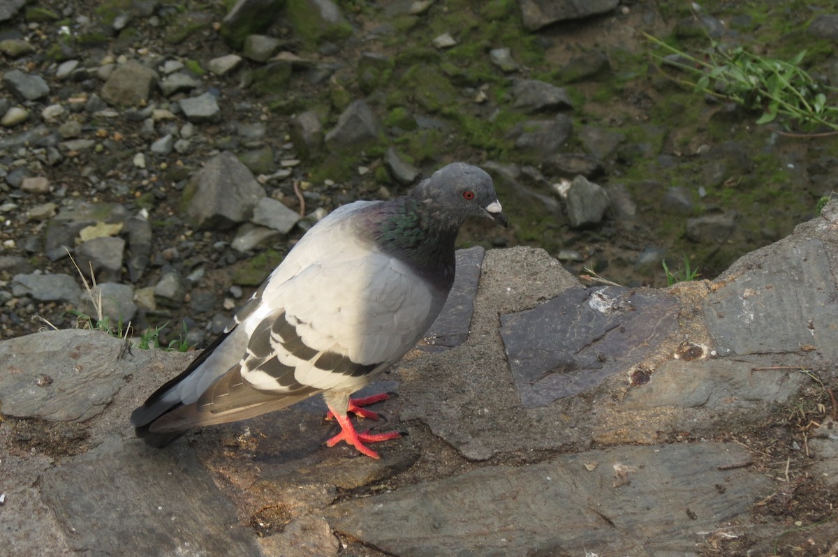 Rock Pigeon (Feral Pigeon) - Filipe Canário