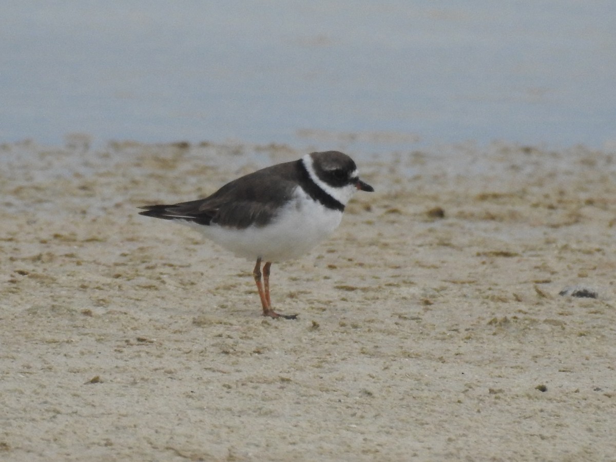 Semipalmated Plover - ML68074231