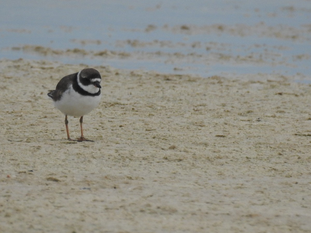 Semipalmated Plover - ML68074361