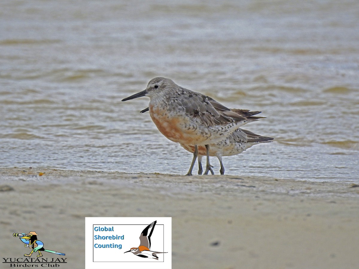 Red Knot - Great Mayan Birding by Ichi Tours