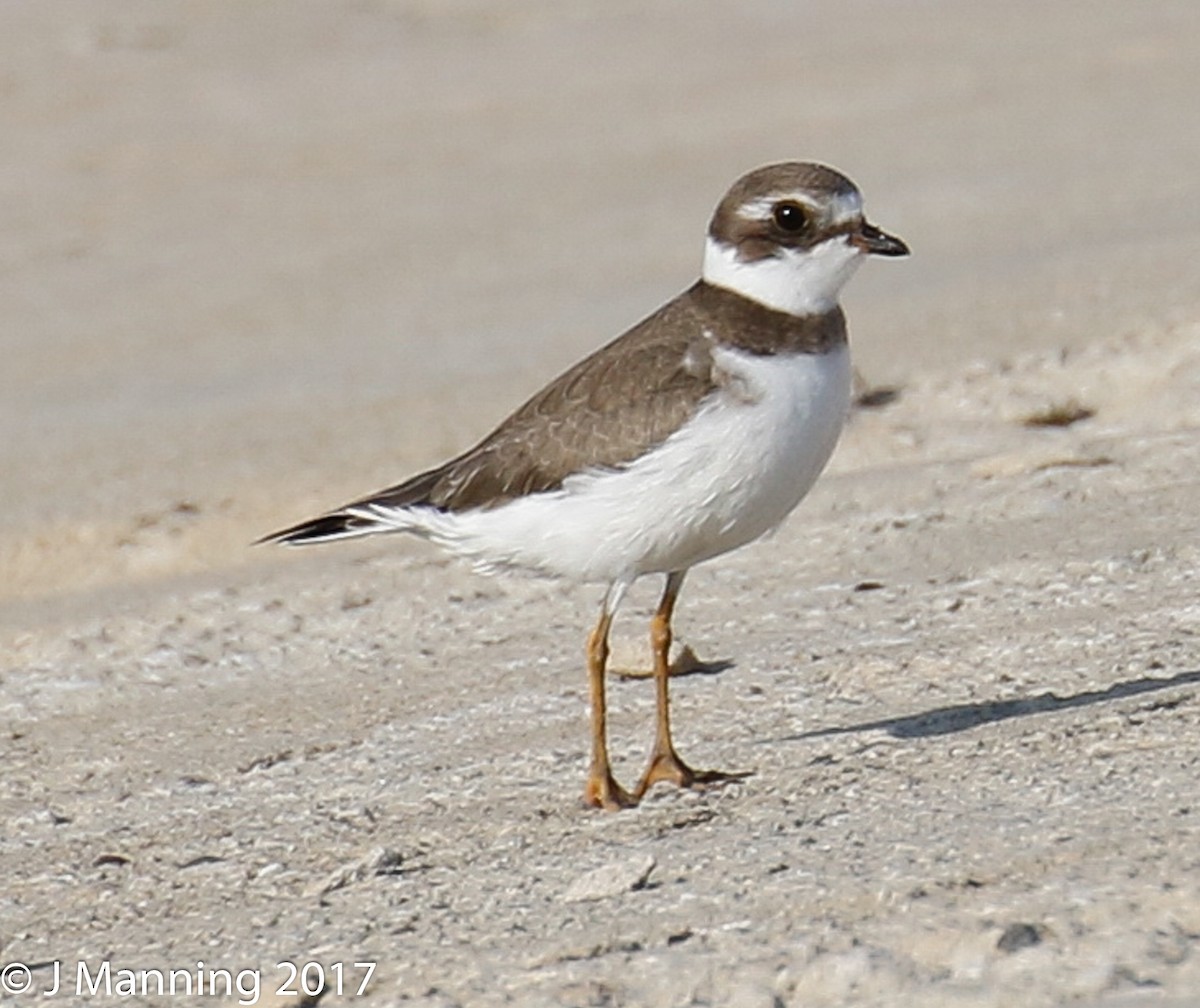 Semipalmated Plover - ML68074841