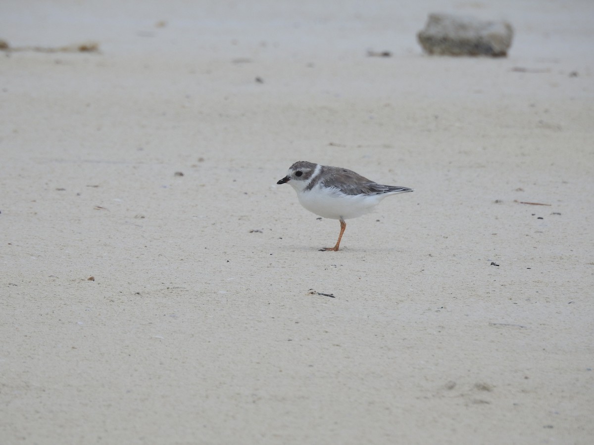 Piping Plover - ML68074911