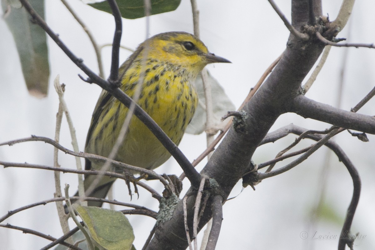 Cape May Warbler - ML68075231