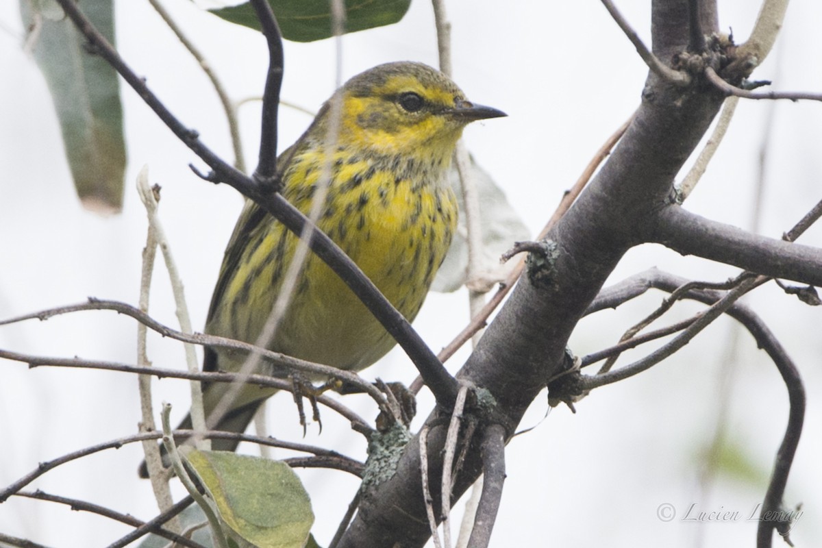 Cape May Warbler - ML68075251