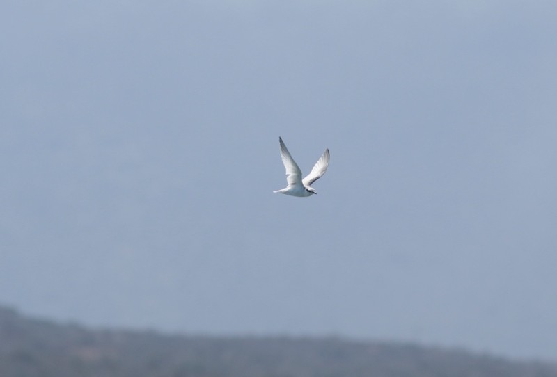 Common Tern - Abril Heredia