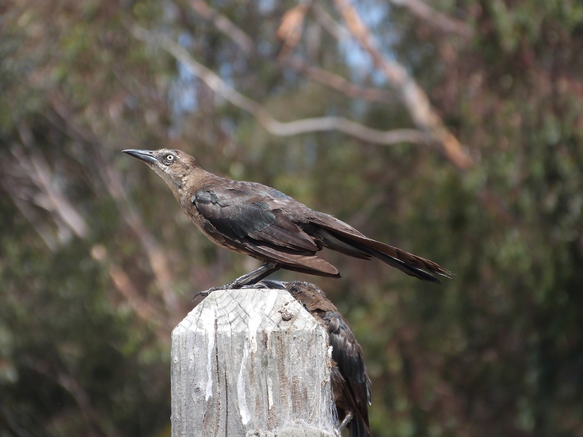 Great-tailed Grackle - ML68081281