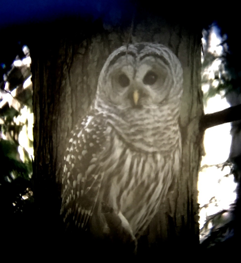 Barred Owl - Mark Vernon