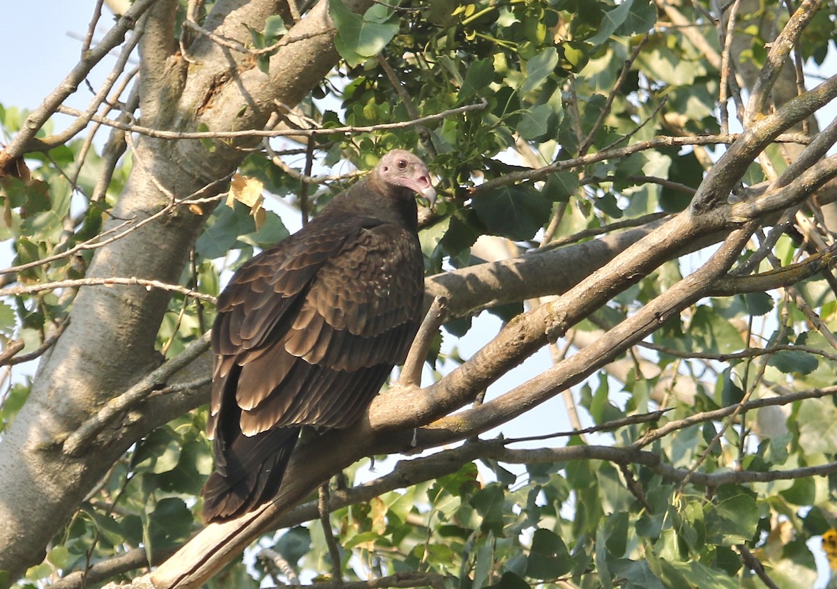Turkey Vulture - Gil Ewing