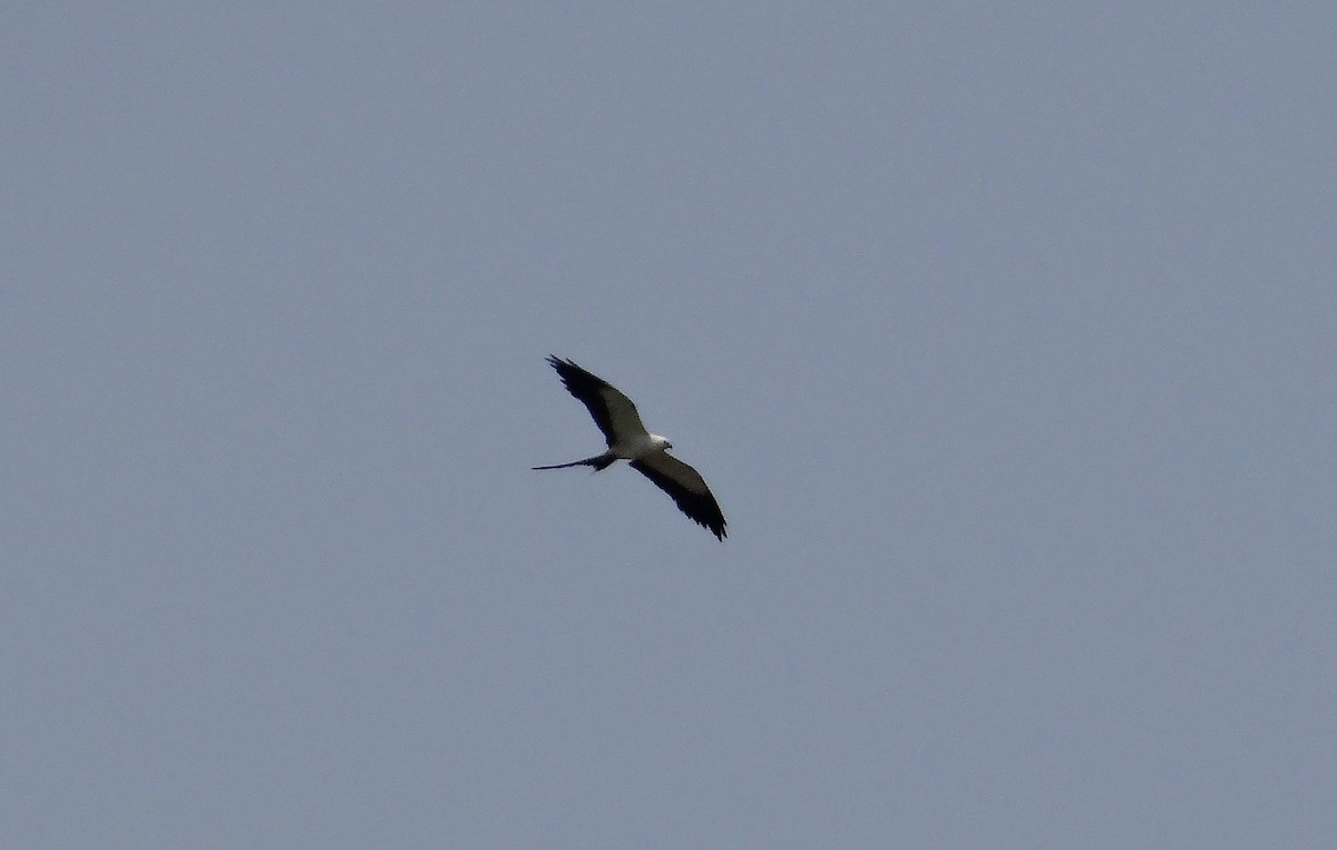 Swallow-tailed Kite - billy teels