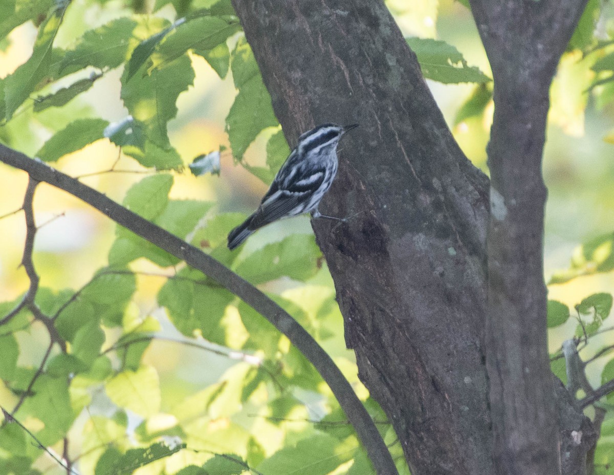 Black-and-white Warbler - ML68089891