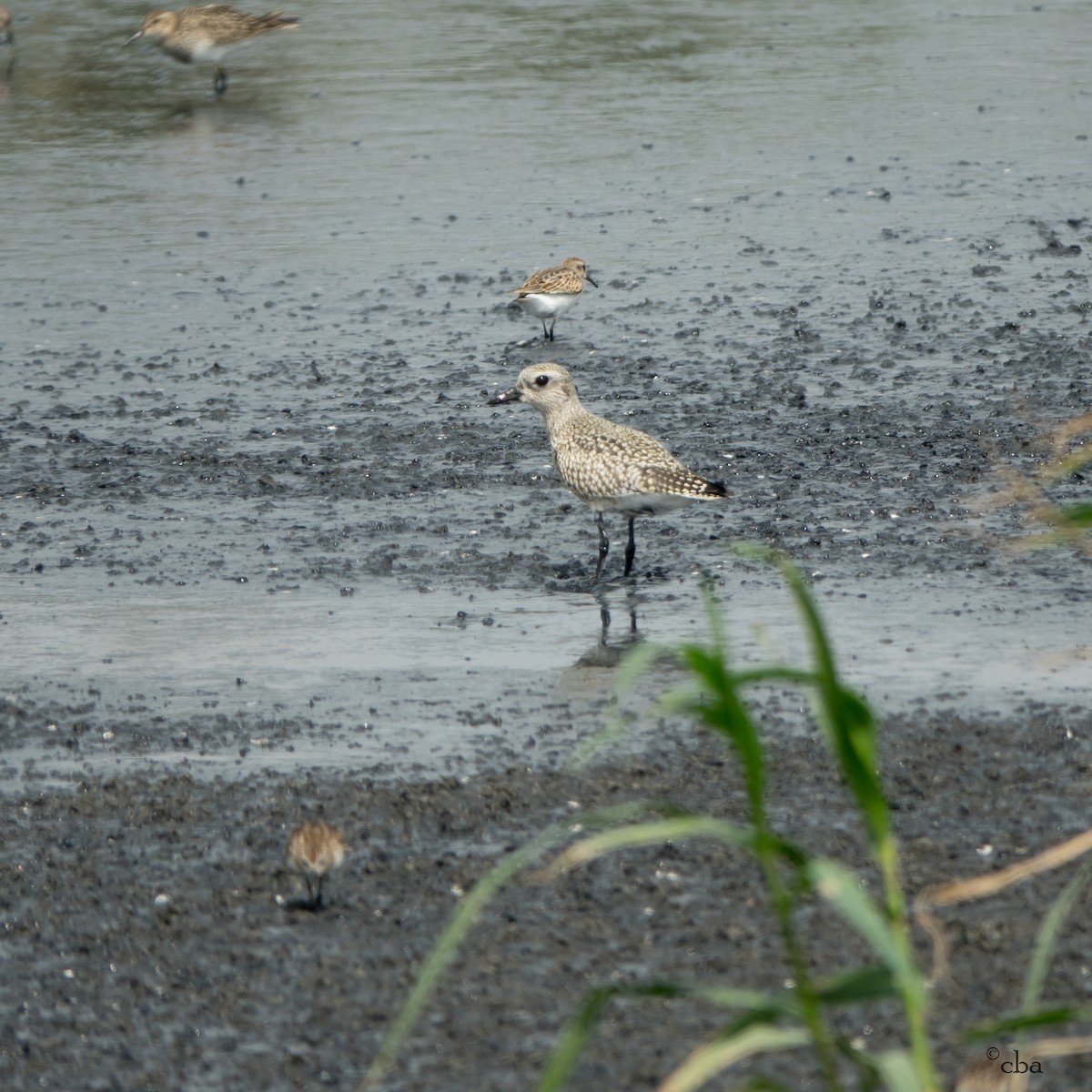 Black-bellied Plover - Chris Agee