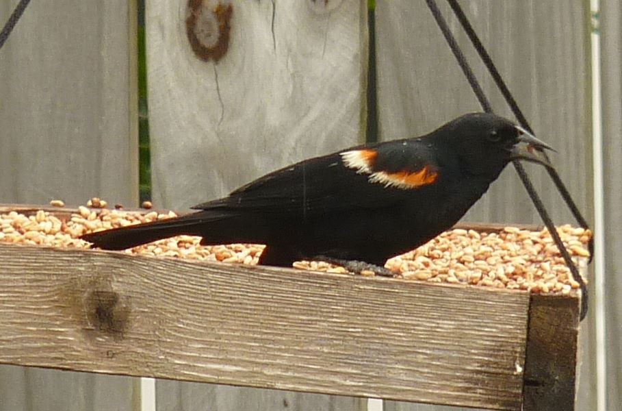 Red-winged Blackbird - Bill Pranty