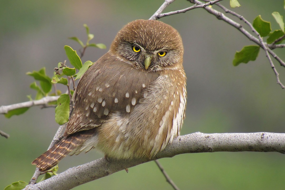 Austral Pygmy-Owl - Javier Gross