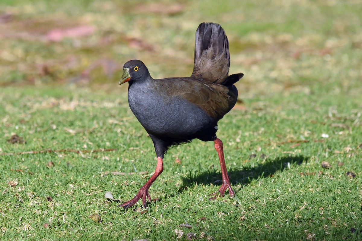 Black-tailed Nativehen - Geoffrey Groom
