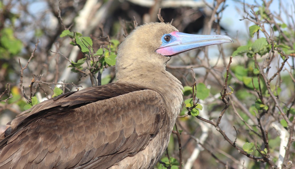 Red-footed Booby - ML68098551