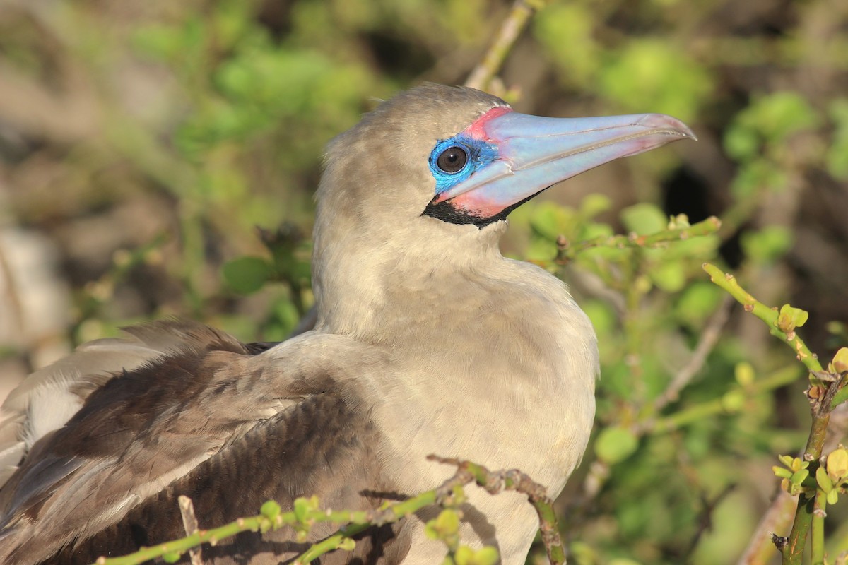 Red-footed Booby - ML68098741